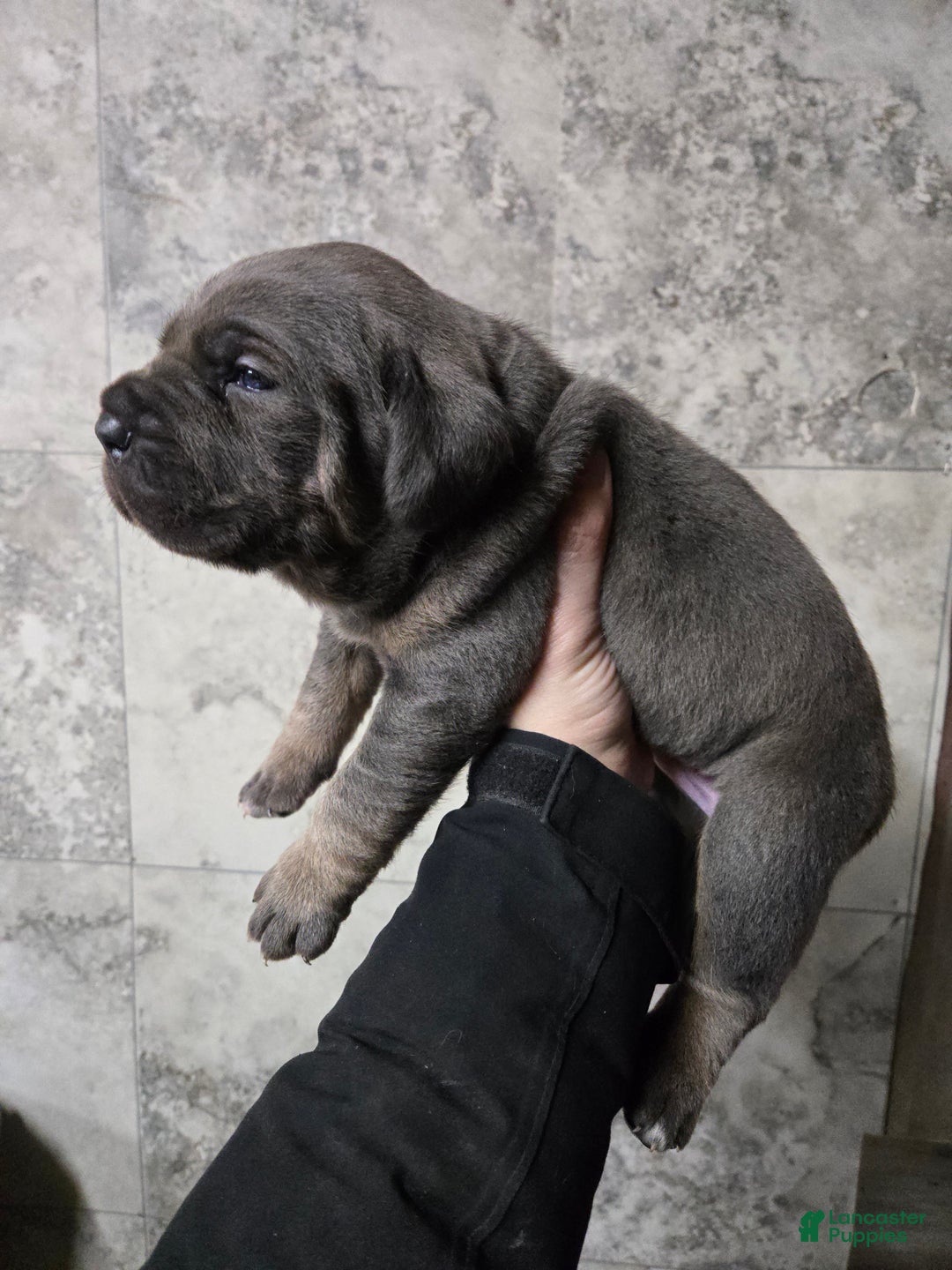 Cane Corso dogs for sale: Bowser  - Ad 3