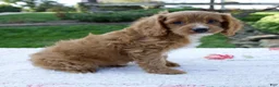 Cavapoo dogs for sale: Eddy - Ad 3