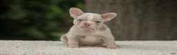 French Bulldog dogs for sale: Dora - Ad 4
