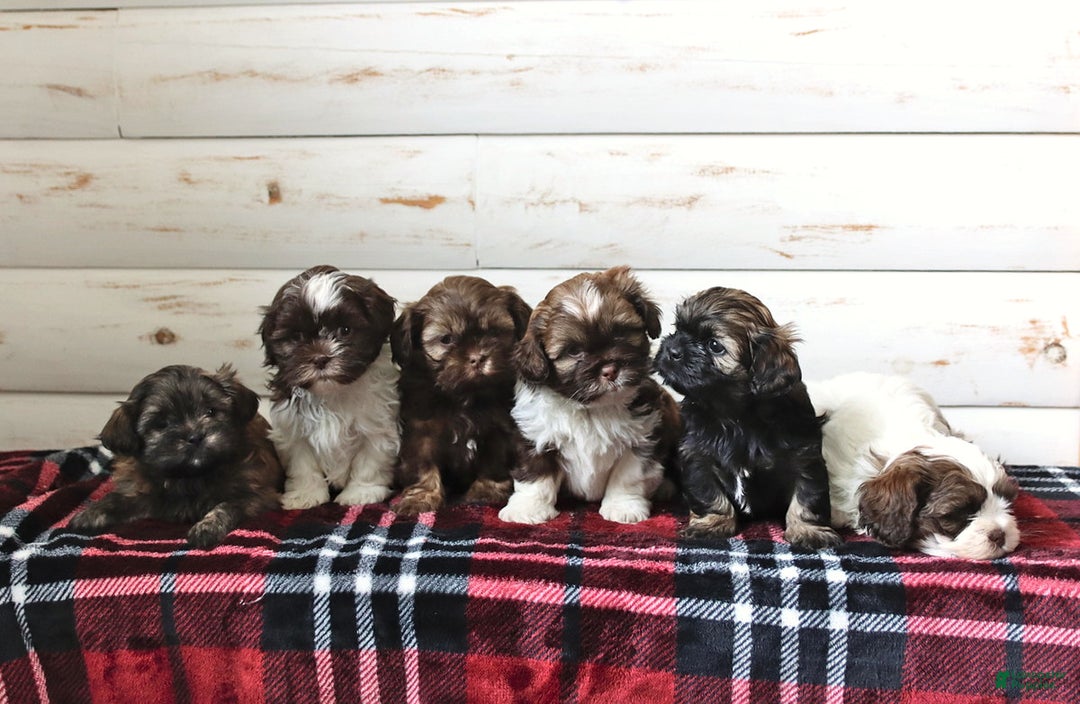 Mixed Breed dogs for sale: Donner - Ad 2