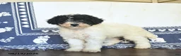 Miniature Labradoodle dogs for sale: Rose  - Ad 3