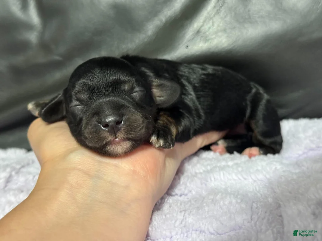 Cavapoo dogs for sale: Queen - Ad 2