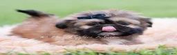 Shih Tzu dogs for sale: Grizzie - Ad 4