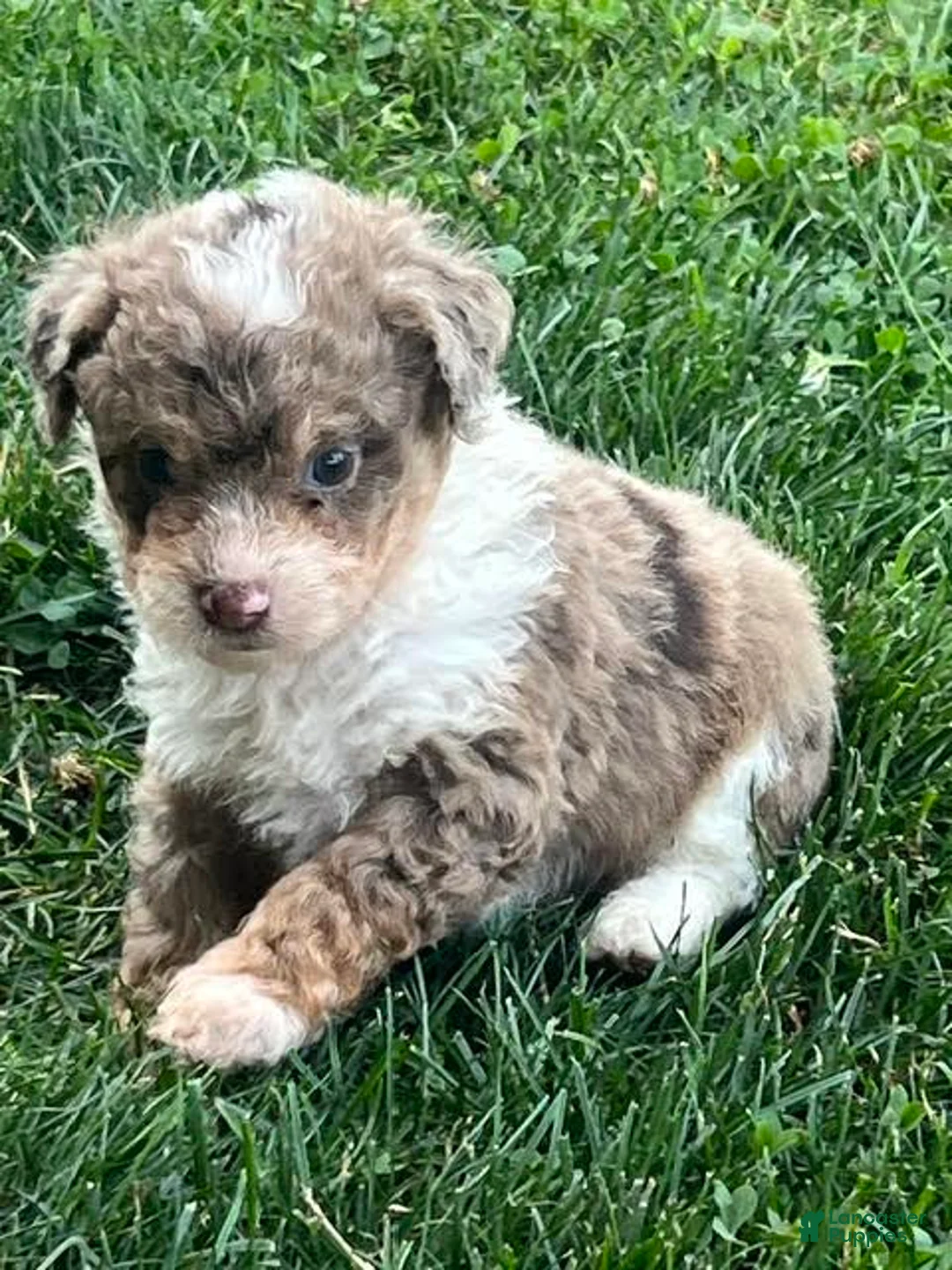 Aussiedoodle dogs for sale: Flora Mini Aussiedoodle  - Ad 2