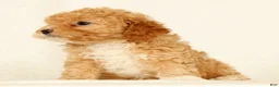 Cavapoo dogs for sale: Honey - Ad 4