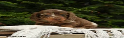 Miniature Dachshund dogs for sale: Ike - Ad 5