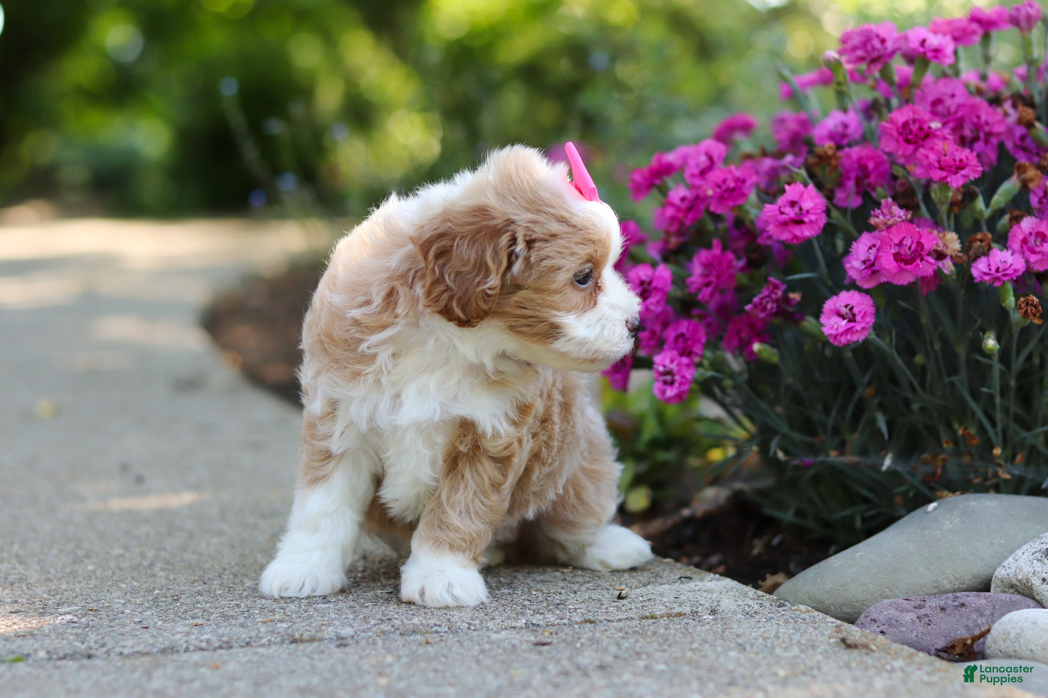 Cavapoo dogs for sale: Haven - Ad 12