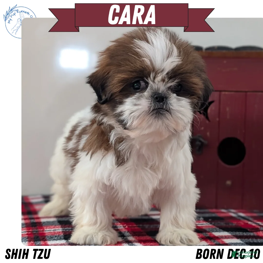 Shih Tzu dogs for sale: Cara - Ad 1