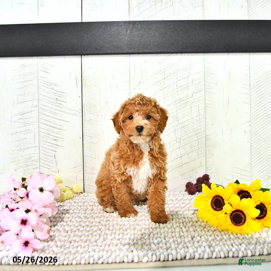 Miniature Poodle dogs Ranae - Ad 1