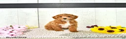 Miniature Poodle dogs for sale: Ranae - Ad 1