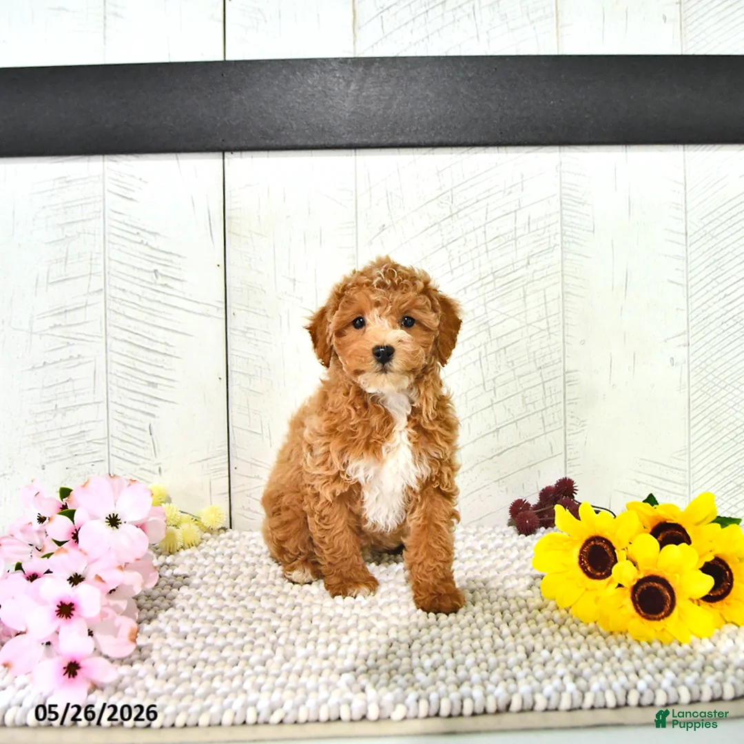 Miniature Poodle dogs for sale: Ranae - Ad 1