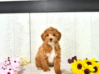 Miniature Poodle dogs for sale: Ranae - Ad 4