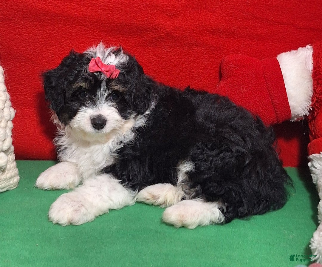 Aussiedoodle dogs for sale: Crystal - Ad 1
