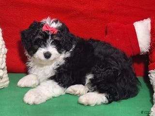 Aussiedoodle dogs Crystal - Ad 22