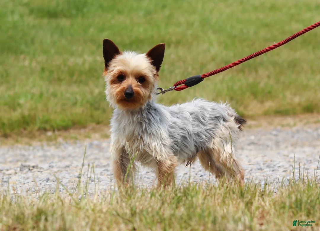 Yorkshire Terrier dogs for sale: Cora - Ad 7