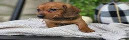 Miniature Dachshund dogs for sale: Butterscotch 💞 - Ad 15