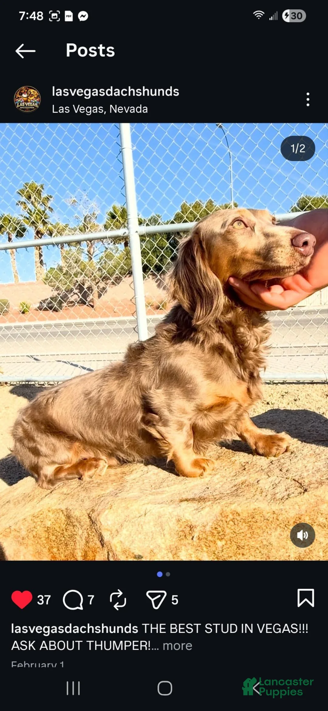 Dachshund dogs for sale: Dachshund Puppy 1 - Ad 11