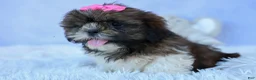 Shih Tzu dogs for sale: RUBY - Ad 13