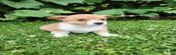 Welsh Corgi Pembroke dogs for sale: Aaron - Ad 6