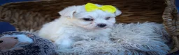 Maltese dogs for sale: Miley💜 - Ad 16