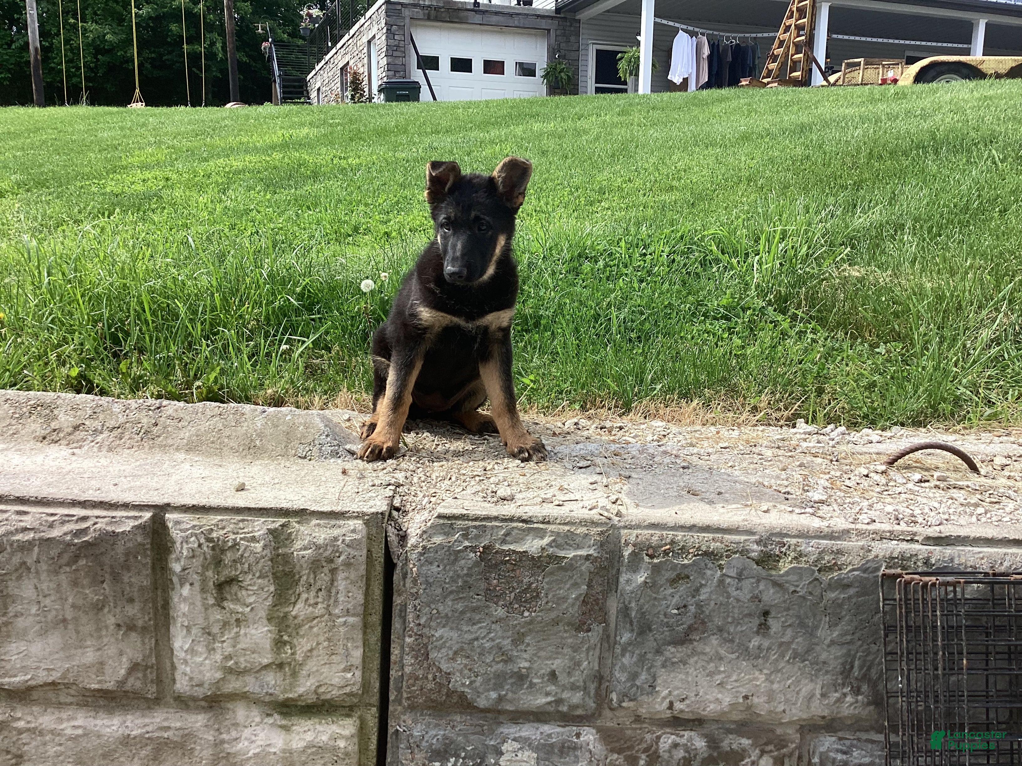 German Shepherd dogs Dixie  - Ad 1