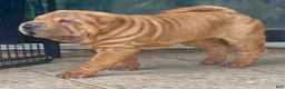 Shar Pei dogs for sale: Goose - Ad 21