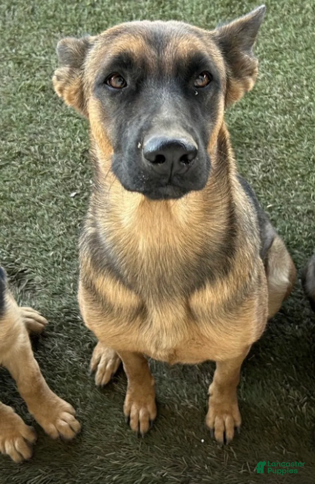 German Shepherd dogs for sale: German Shepherd Puppy 3 - Ad 3