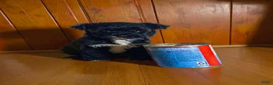 Teacup 2