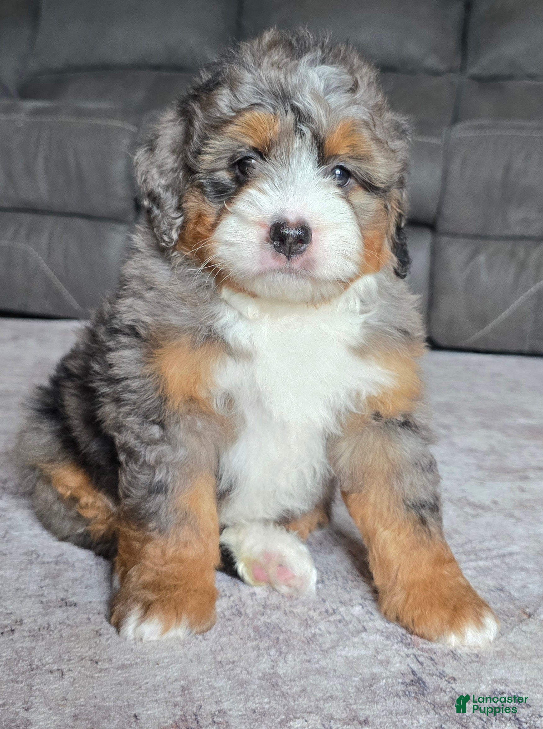 Mini Bernedoodle dogs Mini Indi - Ad 1