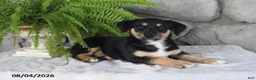 Mixed Breed dogs for sale: Lovable Lilly - Ad 2