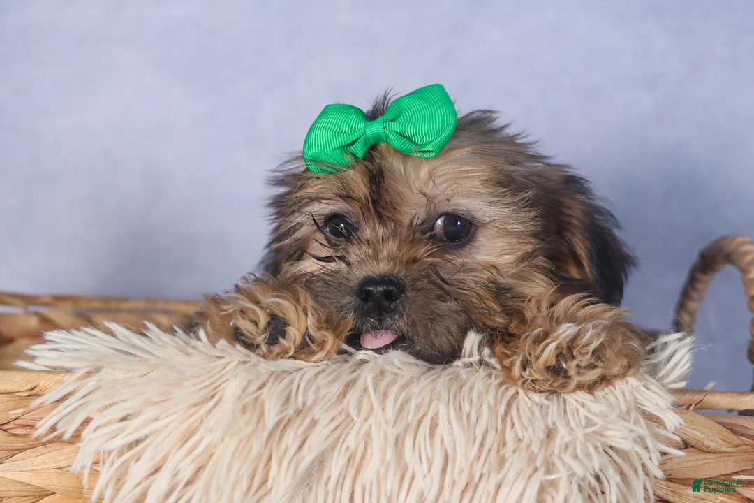 Shorkie dogs for sale: JAMIE - Ad 3