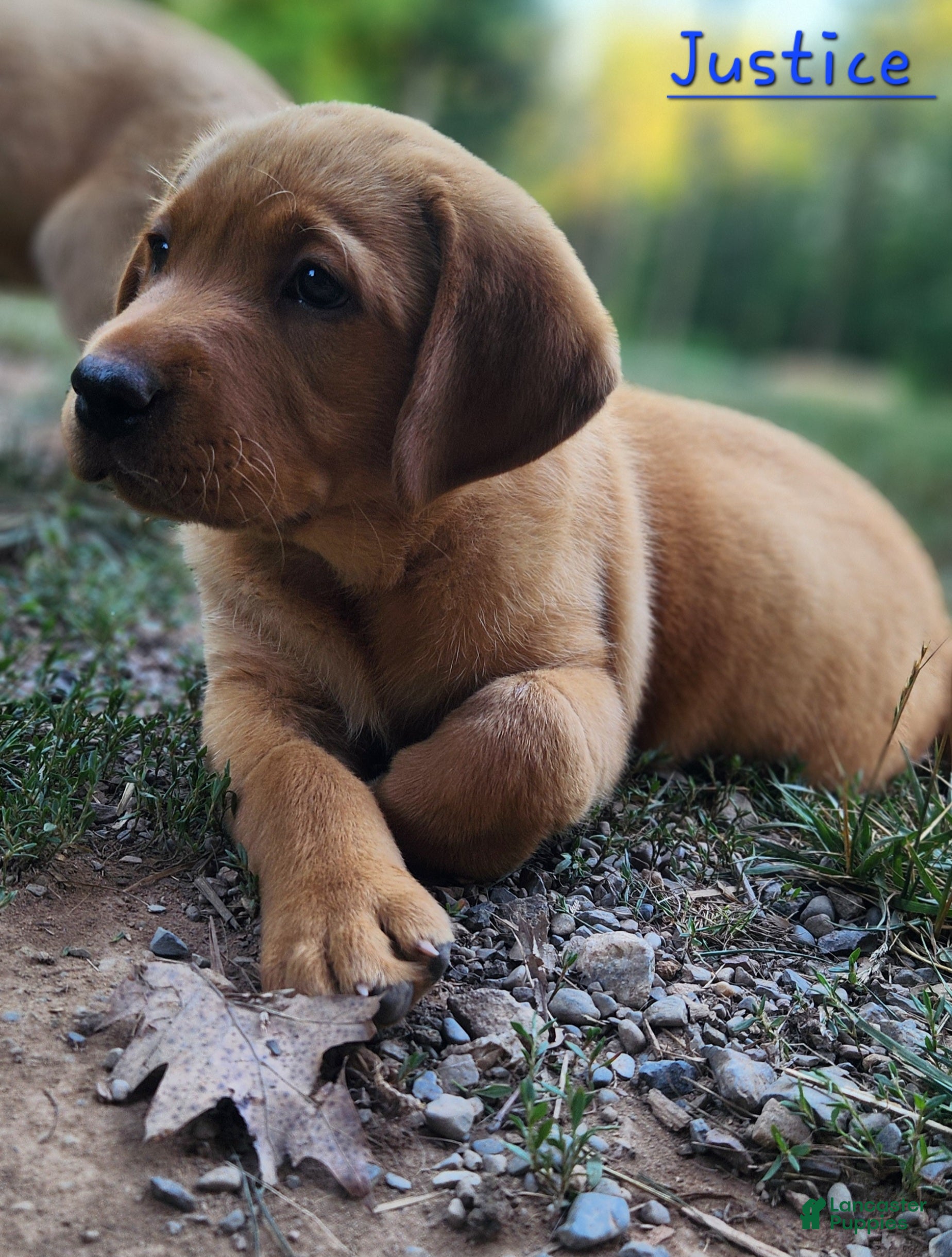 Labrador Retriever dogs Justice  - Ad 1