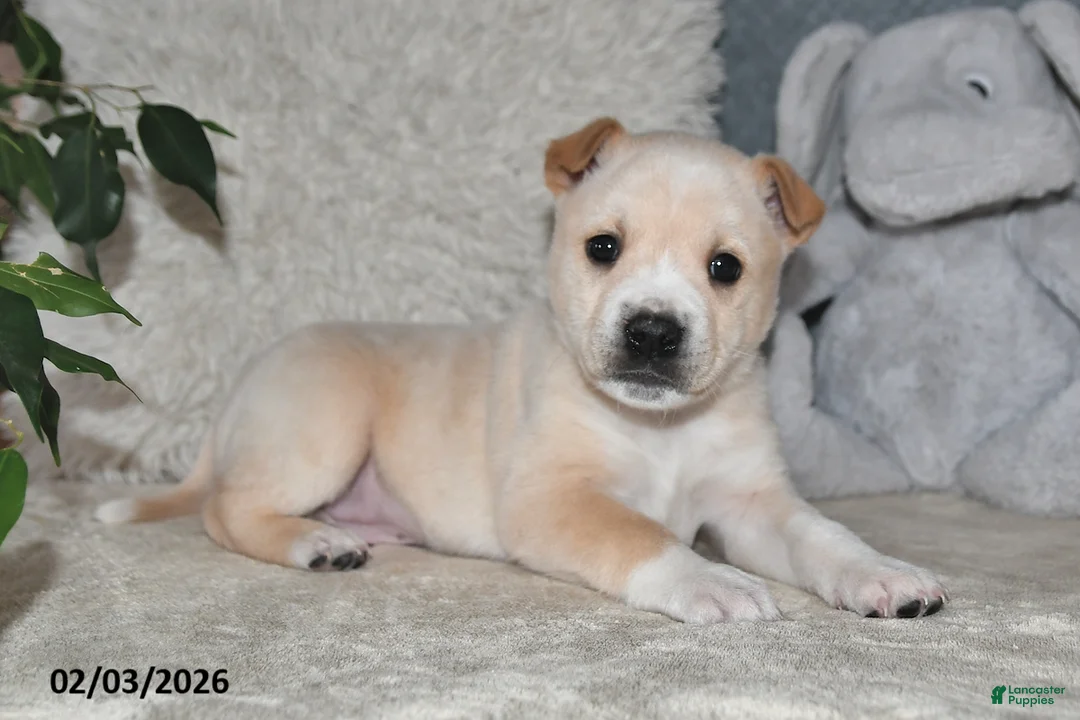 Mixed Breed dogs for sale: Bowser - Ad 2