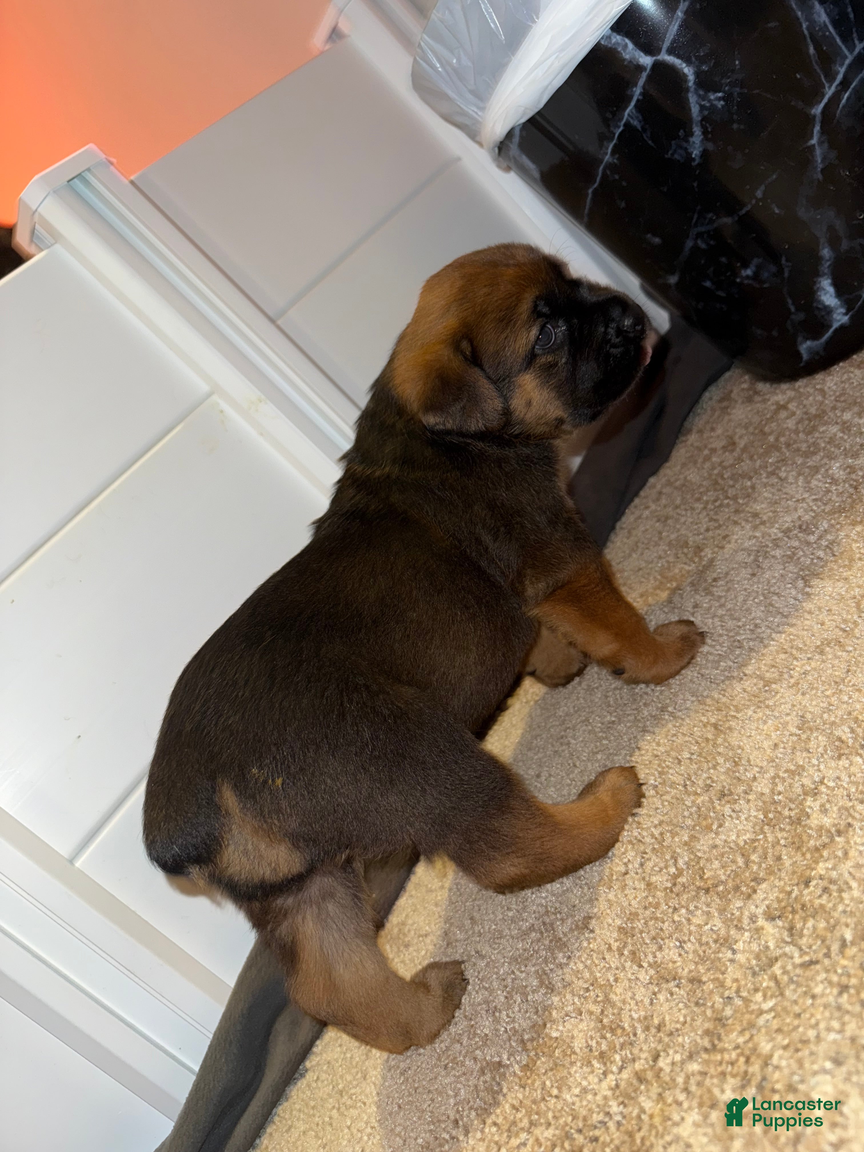 Mixed Breed dogs Mixed Breed 3 - Ad 1