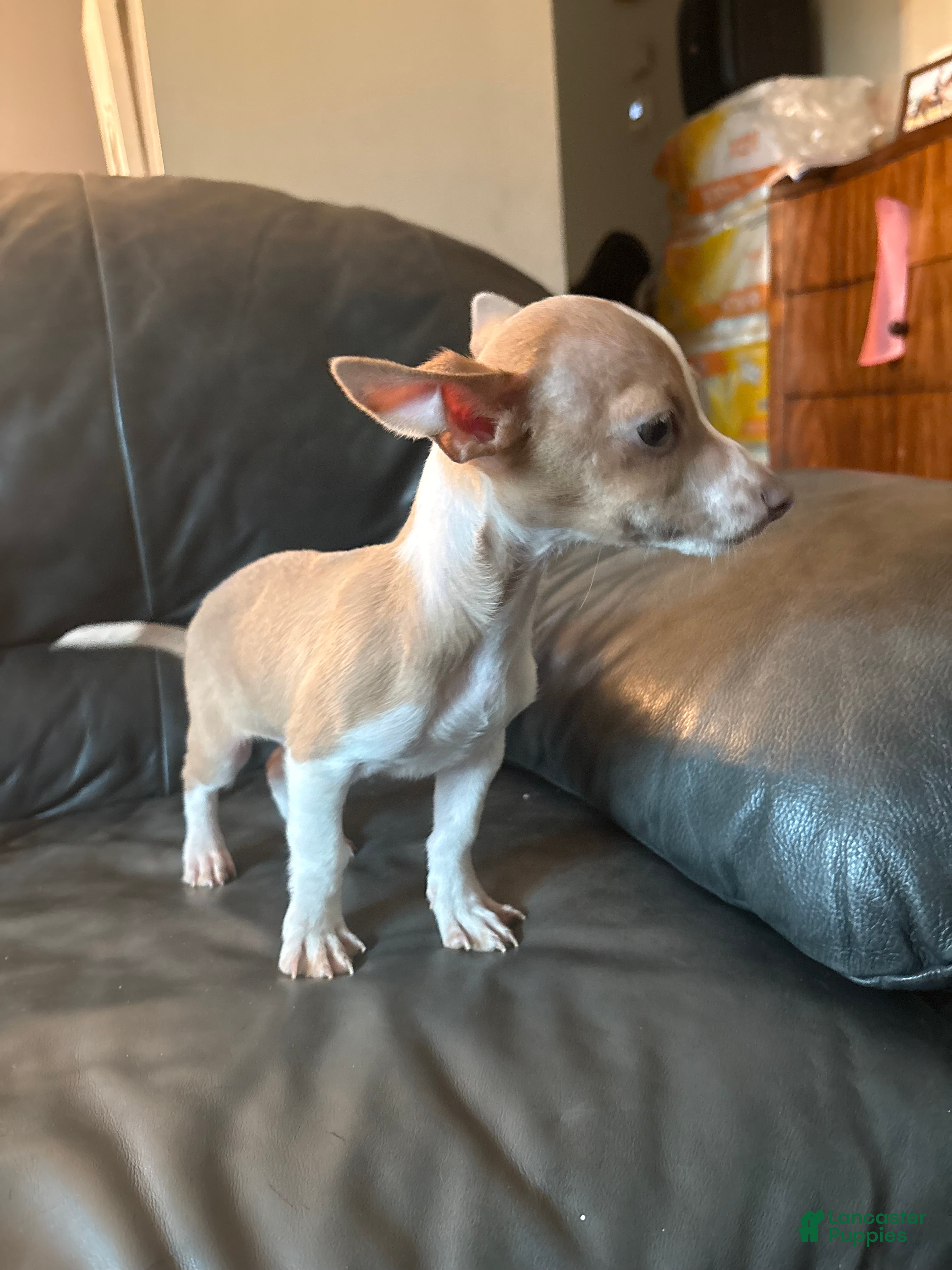 Chihuahua dogs Chihuahua Puppy 1 - Ad 40
