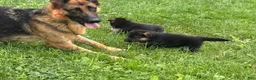 German Shepherd dogs for sale: German Shepherd 1 - Ad 6