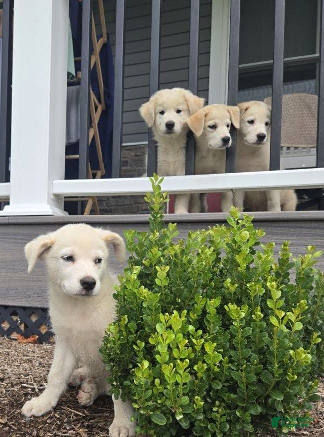 Mixed Breed dogs Lee - Ad 2