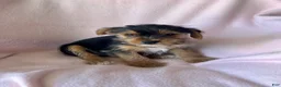Yorkshire Terrier dogs for sale: Debbie - Girl - Ad 3