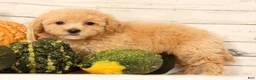 Bichpoo dogs for sale: Oprah - Ad 9