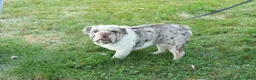 English Bulldog dogs for sale: Dozer - Ad 11