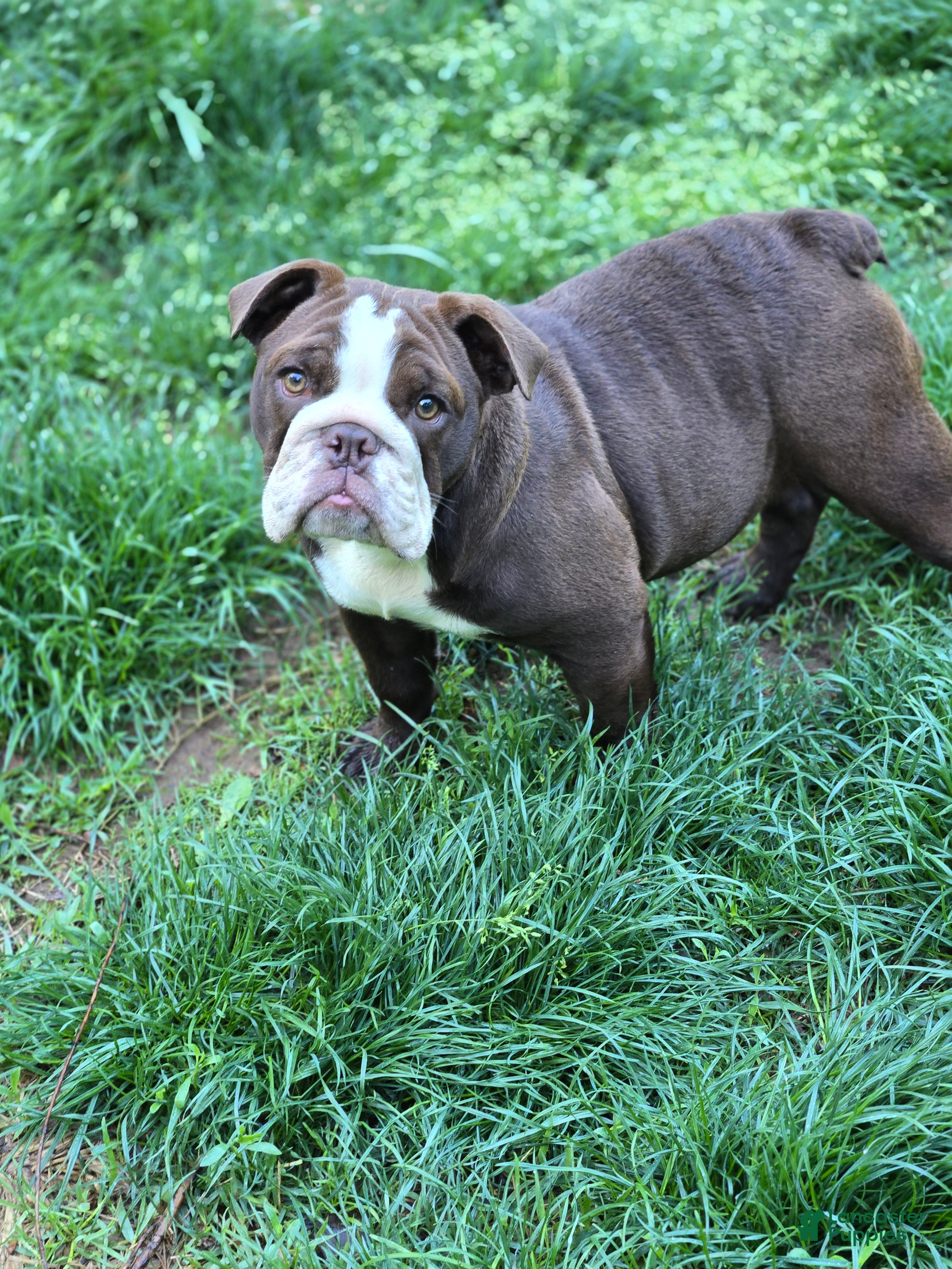 English Bulldog dogs Penny Lane - Ad 37