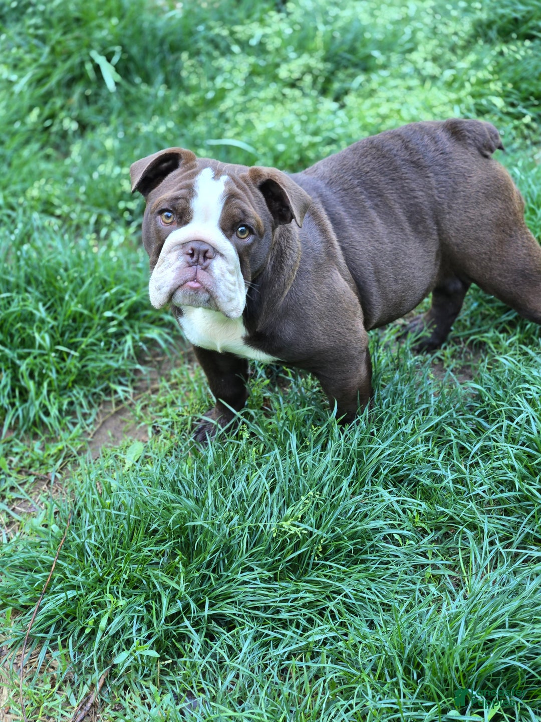 English Bulldog dogs for sale: Penny Lane - Ad 1