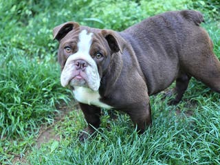 English Bulldog dogs Penny Lane - Ad 41
