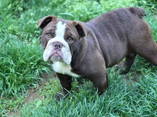 English Bulldog dogs Penny Lane - Ad 35