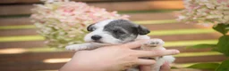 Miniature Schnauzer dogs for sale: Magnolia Miniature Schnauzer - Ad 3