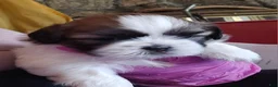 Shih Tzu dogs for sale: Benjamin  - Ad 6