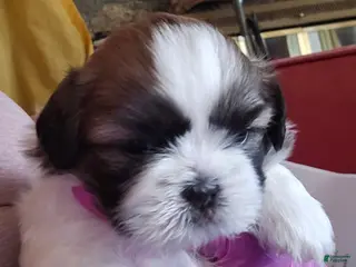 Shih Tzu dogs Benjamin - Ad 14