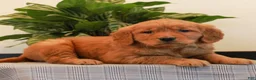 Golden Retriever dogs for sale: Jewel  - Ad 3