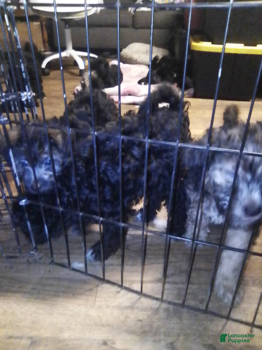 Mini Aussiedoodle dogs for sale: Mini Aussiedoodle Puppy 3 - Ad 18