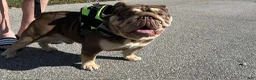 English Bulldog dogs for sale: Snickers  - Ad 6